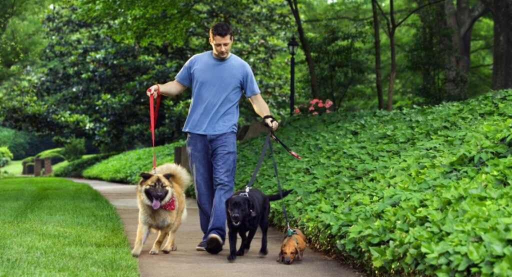 a man alone walking with three dogs | make money pet sitting 